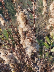 Dittrichia viscosa