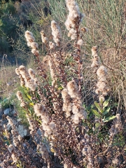 Dittrichia viscosa