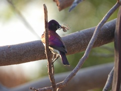 Cinnyricinclus leucogaster