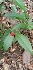 Ardisia cornudentata morrisonensis