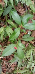 Ardisia cornudentata morrisonensis