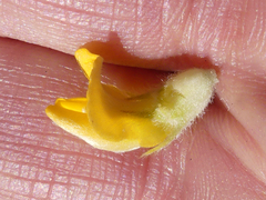 Aspalathus aspalathoides