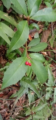 Ardisia cornudentata morrisonensis