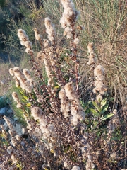Dittrichia viscosa