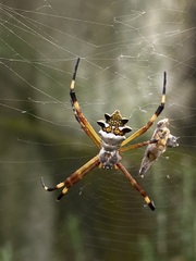 Argiope argentata
