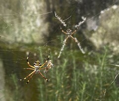 Argiope argentata