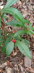 Ardisia cornudentata morrisonensis
