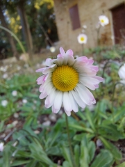 Bellis