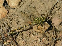 Ceratogomphus pictus