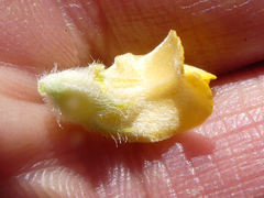 Aspalathus aspalathoides