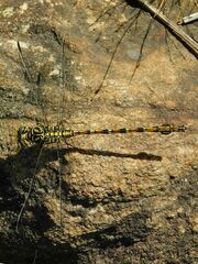 Ceratogomphus pictus