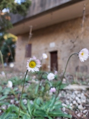 Bellis