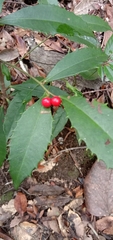 Ardisia cornudentata morrisonensis