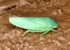 Gyponini