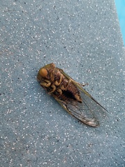 Macrotristria intersecta