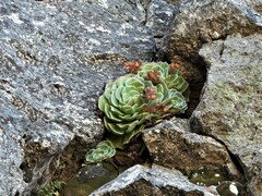 Echeveria secunda