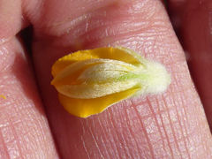 Aspalathus aspalathoides