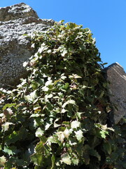 Berberis alpina