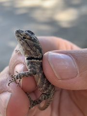 Sceloporus uniformis