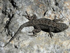 Sceloporus anahuacus