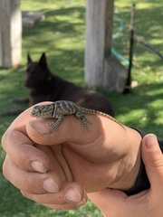 Sceloporus uniformis