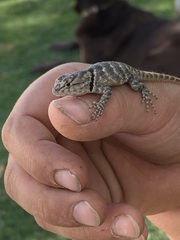 Sceloporus uniformis