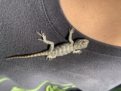 Sceloporus uniformis