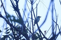 Psilopogon haemacephalus