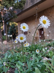 Bellis