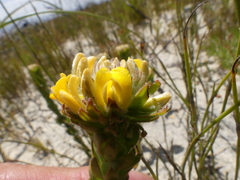 Aspalathus aspalathoides