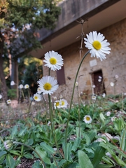 Bellis