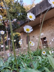 Bellis
