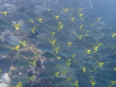 Prionurus laticlavius