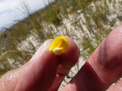 Aspalathus aspalathoides