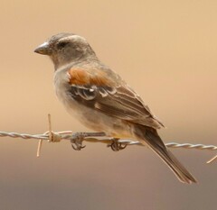Passer melanurus melanurus