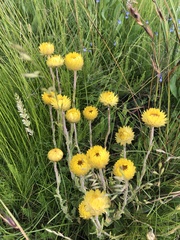 Helichrysum aureum