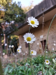 Bellis