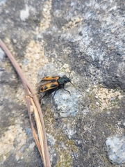 Astylus trifasciatus