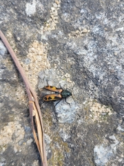 Astylus trifasciatus