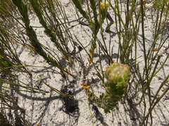 Aspalathus aspalathoides