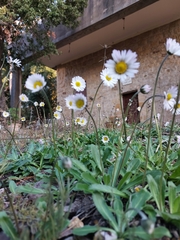 Bellis