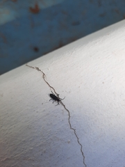 Polemius denticornis