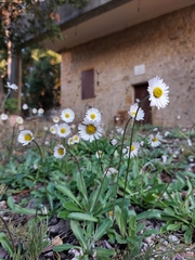 Bellis