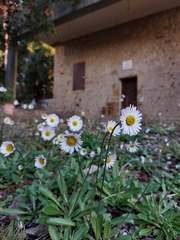 Bellis