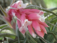 Tillandsia recurvifolia