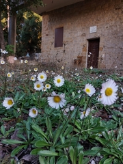 Bellis
