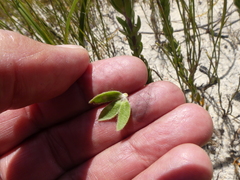 Aspalathus aspalathoides