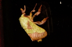 Latoia latistriga