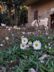 Bellis