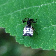 Micrathena aureola